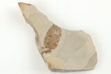 Partial, Miocene Pea Crab (Pinnixa) Fossil - California #205074-1